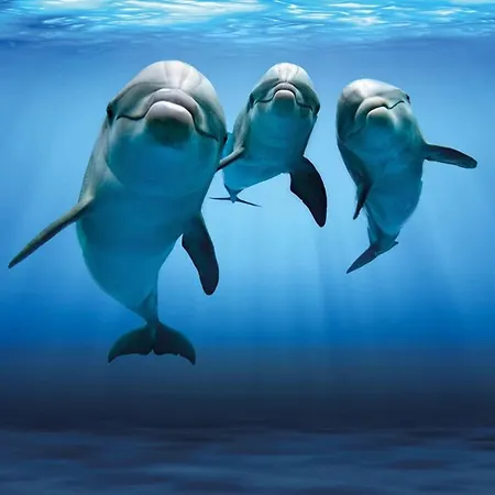 Regent Côte D'azur Air-conditioned, Pool, Garden&parking Appartement