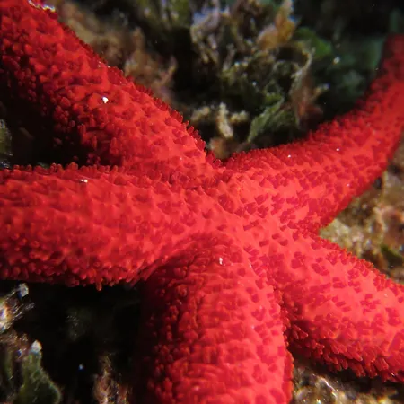 Regent Côte D'azur Air-conditioned, Pool, Garden&parking Villeneuve-Loubet